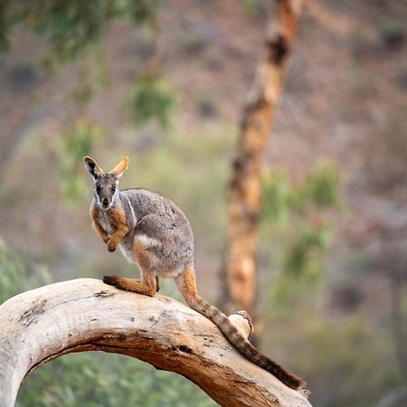 Arkaroola Wilderness Sanctuary Hotell Exteriör bild