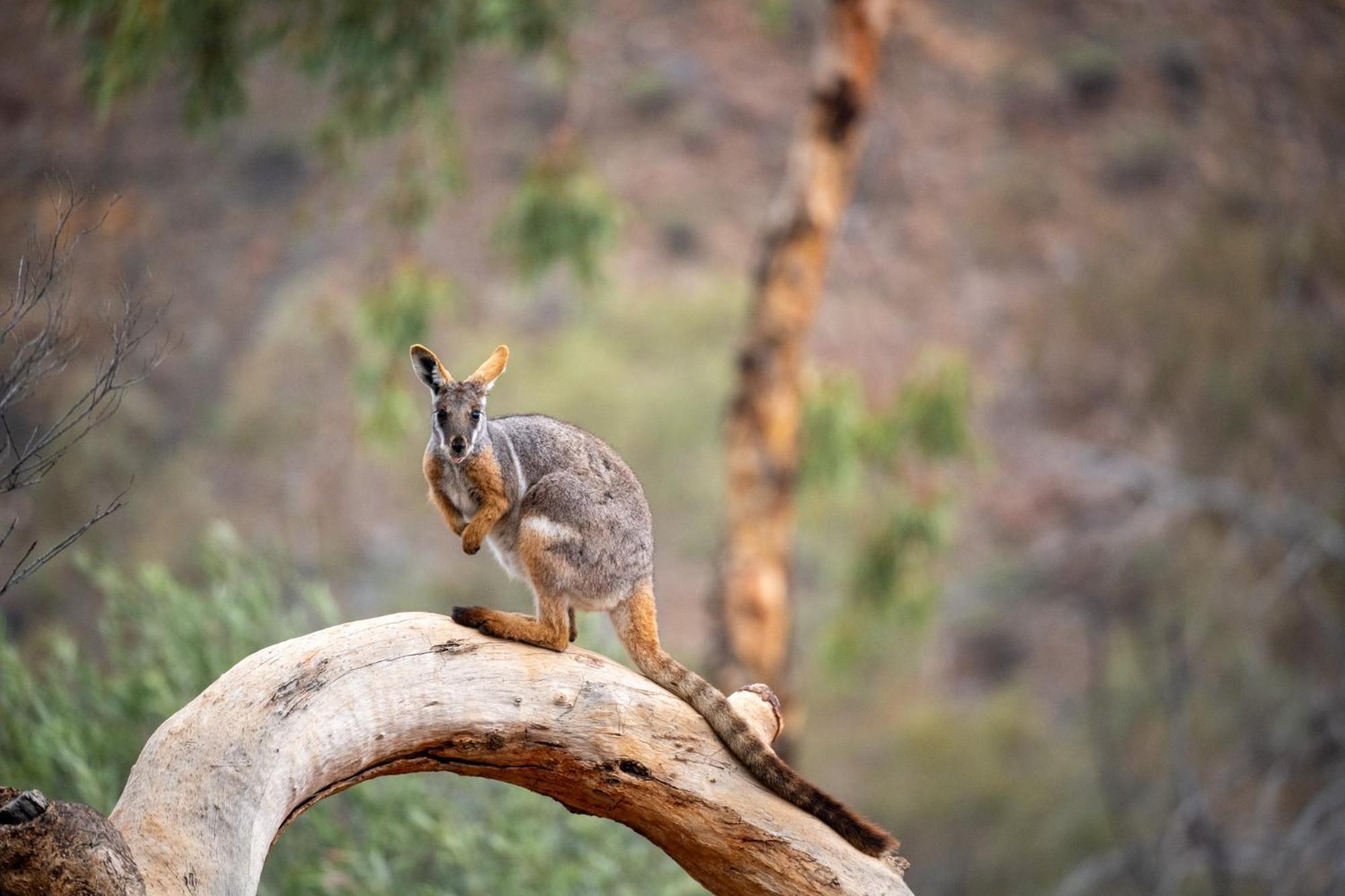 Arkaroola Wilderness Sanctuary Hotell Exteriör bild